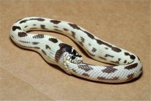 [Image: snake-eating-itself-om-nom-nom-i57911.jpg]